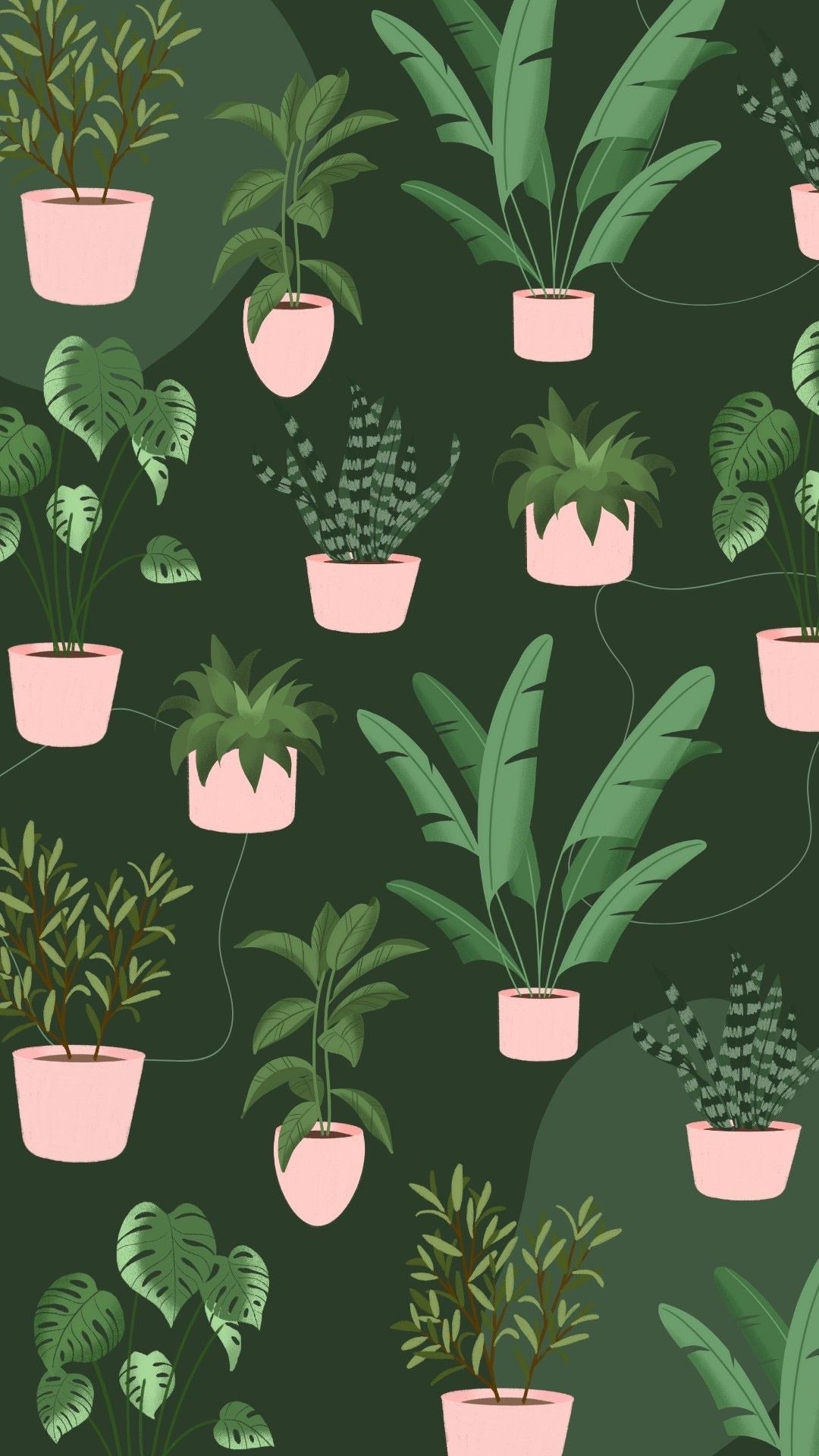 House Plants