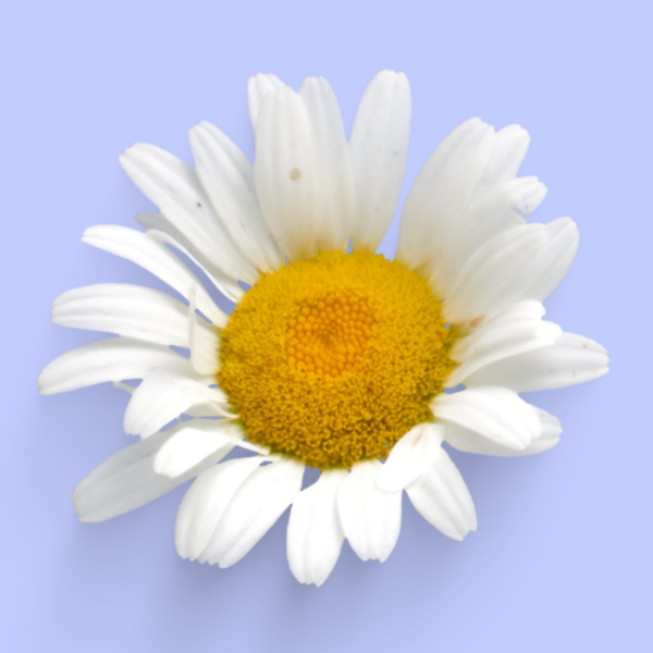 Nov-Plant-06
