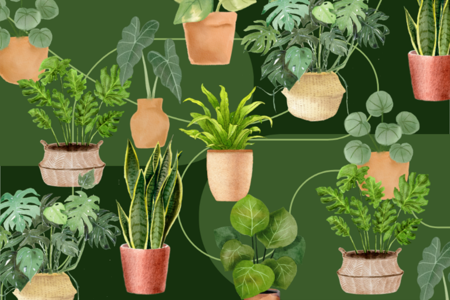 Nov-Plant-11