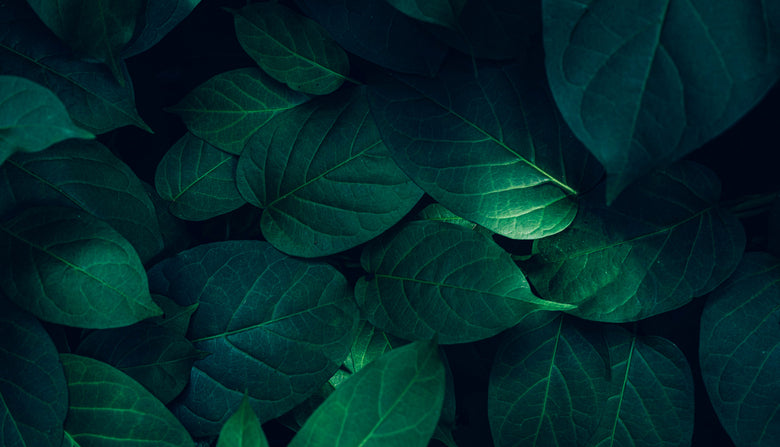 Nov-Plant-12