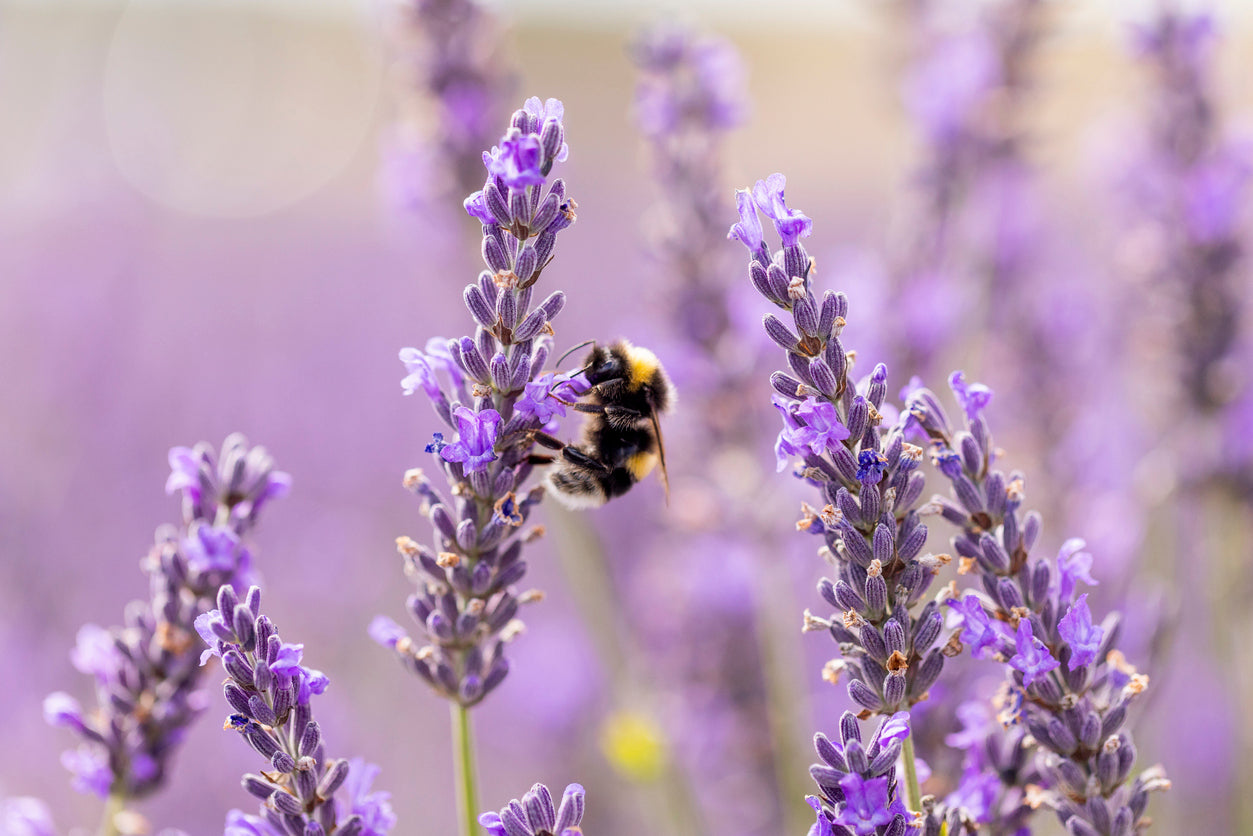 Bee Lavendar