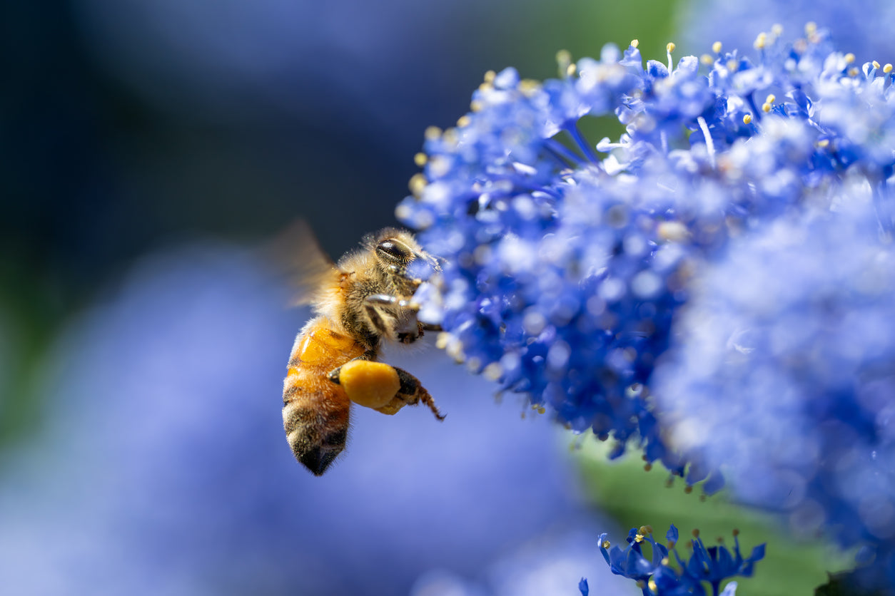 Bee Blue Flower